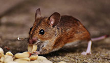 24 Hour & Emergency Exterminators in Hindsville, AR